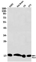 PIN1 Antibody in Western Blot (WB)