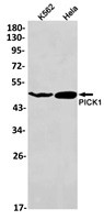 PICK1 Antibody in Western Blot (WB)