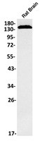 Plcb1 Antibody in Western Blot (WB)