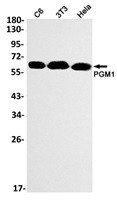 PGM1 Antibody in Western Blot (WB)