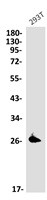 PRDX4 Antibody in Western Blot (WB)