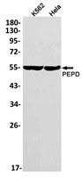 PEPD Antibody in Western Blot (WB)