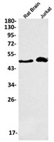 PELI1 Antibody in Western Blot (WB)