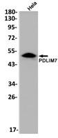 PDLIM7 Antibody in Western Blot (WB)