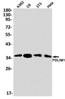 PDLIM1 Antibody in Western Blot (WB)