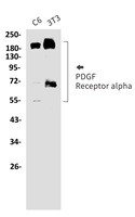 PDGFRA Antibody in Western Blot (WB)