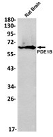 PDE1B Antibody in Western Blot (WB)