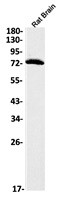 PTPRR Antibody in Western Blot (WB)
