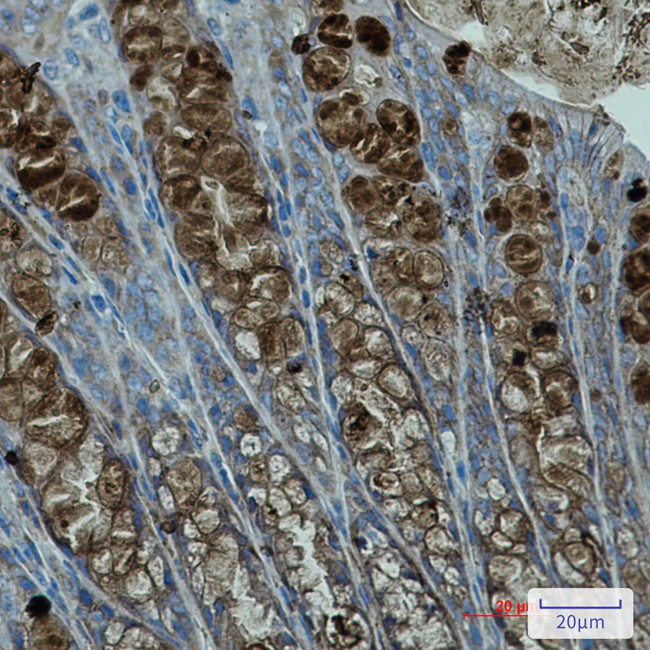 PBK Antibody in Immunohistochemistry (Paraffin) (IHC (P))