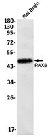 PAX6 Antibody in Western Blot (WB)