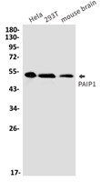 PAIP1 Antibody in Western Blot (WB)