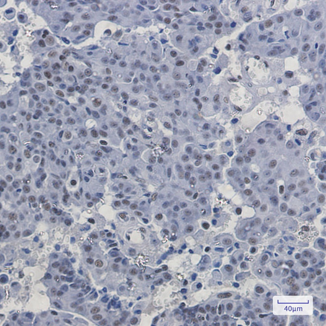 PABPN1 Antibody in Immunohistochemistry (Paraffin) (IHC (P))