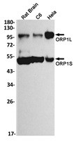 OSBPL1A Antibody in Western Blot (WB)