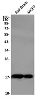 Omp Antibody in Western Blot (WB)