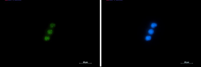 NXF1 Antibody in Immunocytochemistry (ICC/IF)