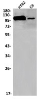 NUP107 Antibody in Western Blot (WB)