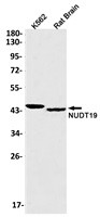 NUDT19 Antibody in Western Blot (WB)