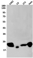NTPCR Antibody in Western Blot (WB)