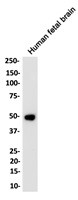 ENO2 Antibody in Western Blot (WB)