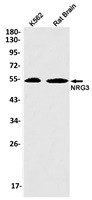 NRG3 Antibody in Western Blot (WB)