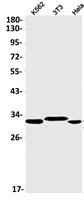 NUS1 Antibody in Western Blot (WB)