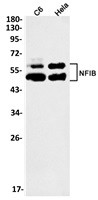 NFIB Antibody in Western Blot (WB)