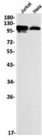 SYNE3 Antibody in Western Blot (WB)