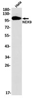 NEK9 Antibody in Western Blot (WB)