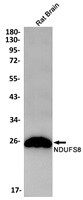 NDUFS8 Antibody in Western Blot (WB)