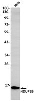 NDUFS6 Antibody in Western Blot (WB)