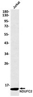 NDUFC2 Antibody in Western Blot (WB)