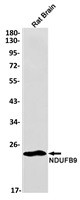 NDUFB9 Antibody in Western Blot (WB)