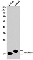 NDUFB11 Antibody in Western Blot (WB)