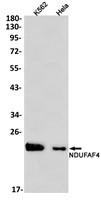NDUFAF4 Antibody in Western Blot (WB)