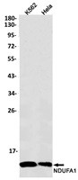 NDUFA1 Antibody in Western Blot (WB)