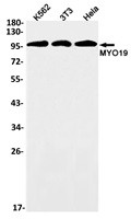 MYO19 Antibody in Western Blot (WB)