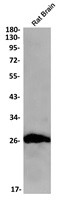 MOG Antibody in Western Blot (WB)
