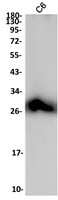 MOG Antibody in Western Blot (WB)