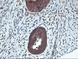RABL2A Antibody in Immunohistochemistry (Paraffin) (IHC (P))