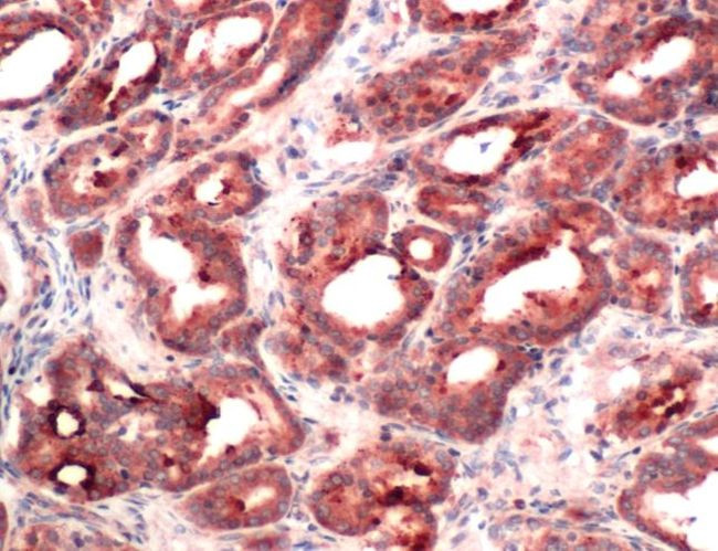 RACK1 Antibody in Immunohistochemistry (IHC)