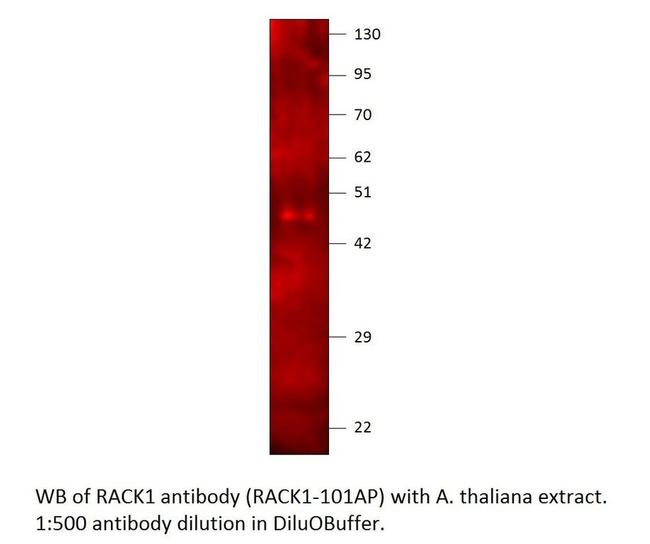 RACK1 Antibody in Western Blot (WB)