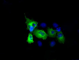 RALBP1 Antibody in Immunocytochemistry (ICC/IF)