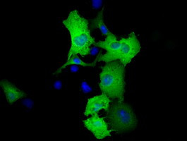 RALBP1 Antibody in Immunocytochemistry (ICC/IF)