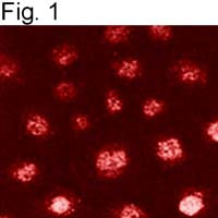 RANBP3 Antibody in Immunocytochemistry (ICC/IF)