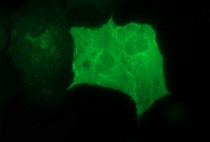 RAPGEF1 Antibody in Immunocytochemistry (ICC/IF)