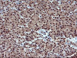 RAPGEF1 Antibody in Immunohistochemistry (Paraffin) (IHC (P))
