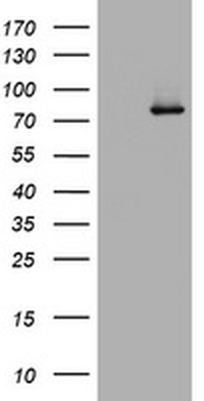 RASGRP3 Antibody in Western Blot (WB)