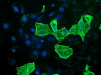 RASSF1 Antibody in Immunocytochemistry (ICC/IF)