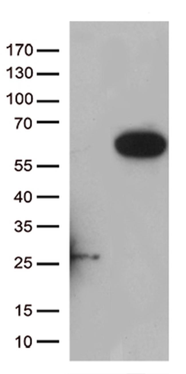 RASSF9 Antibody in Western Blot (WB)