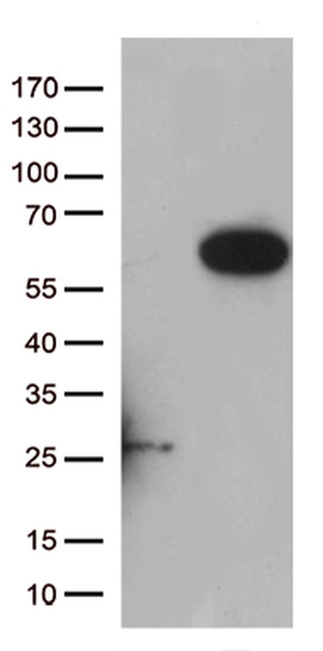 RASSF9 Antibody in Western Blot (WB)